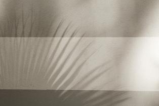 texture image of a shadow of a palm tree