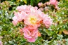 brooklyn gardens date idea new york