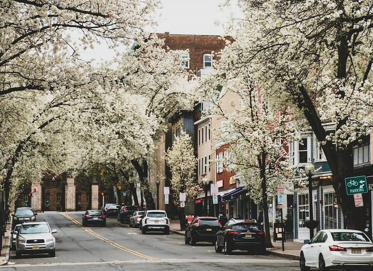Cars parked on street lined with blossoming trees
